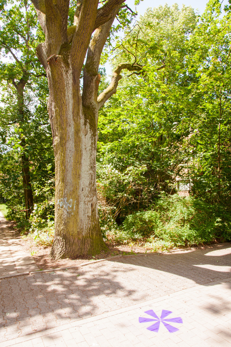 text: >
  Lila Gropius-Inselns-Logo auf dem
  Parkweg unter einem großen Baum
decorative: false
source: manual